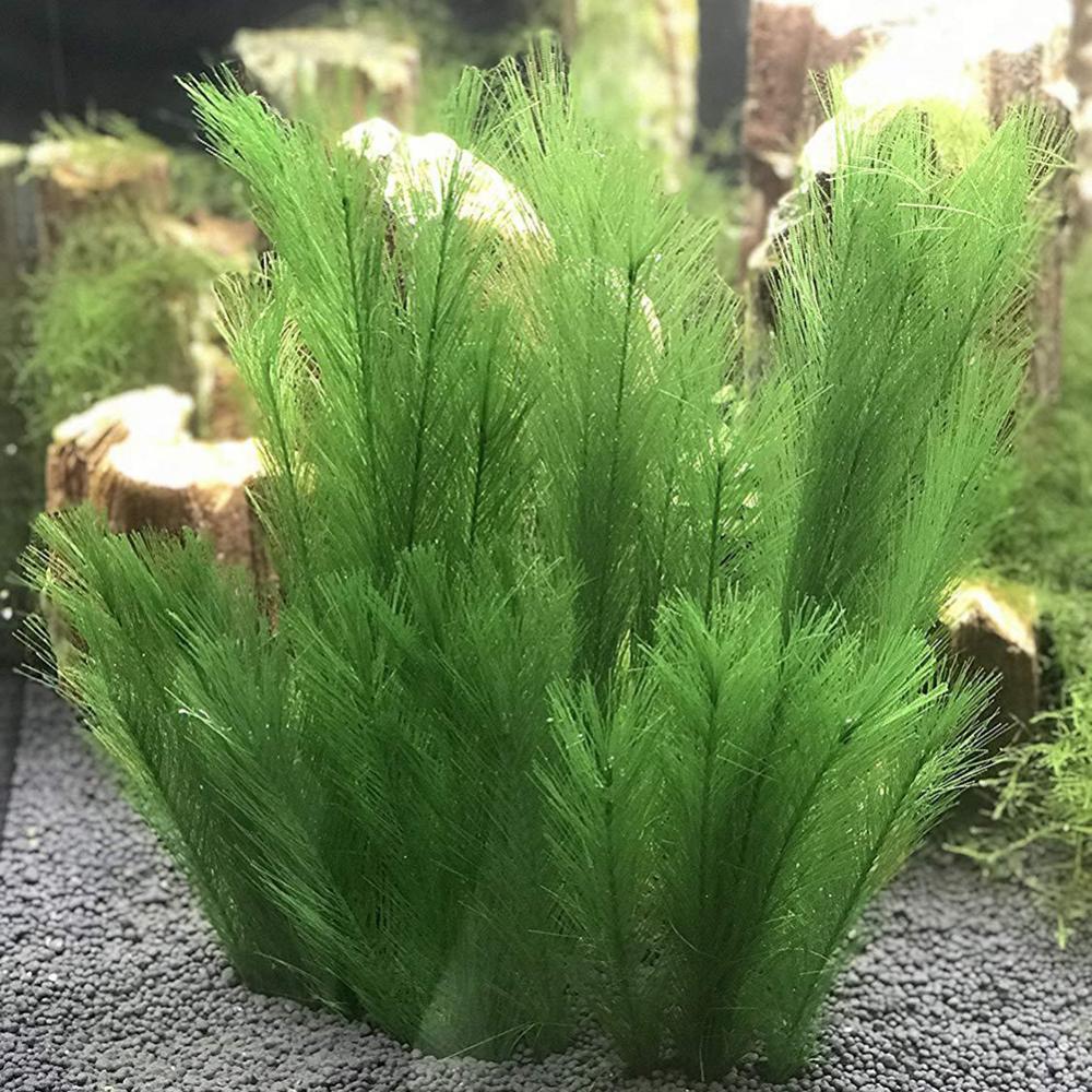 Aquarium Plants Live - 1/3 Stuks 28/40 Cm Aquarium Aquarium