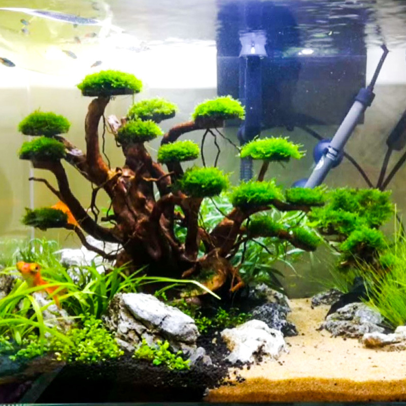 Aquarium Moss - Aquariumlandschap mosboom skelet afgewerkt drijfhout rhododendronwortel