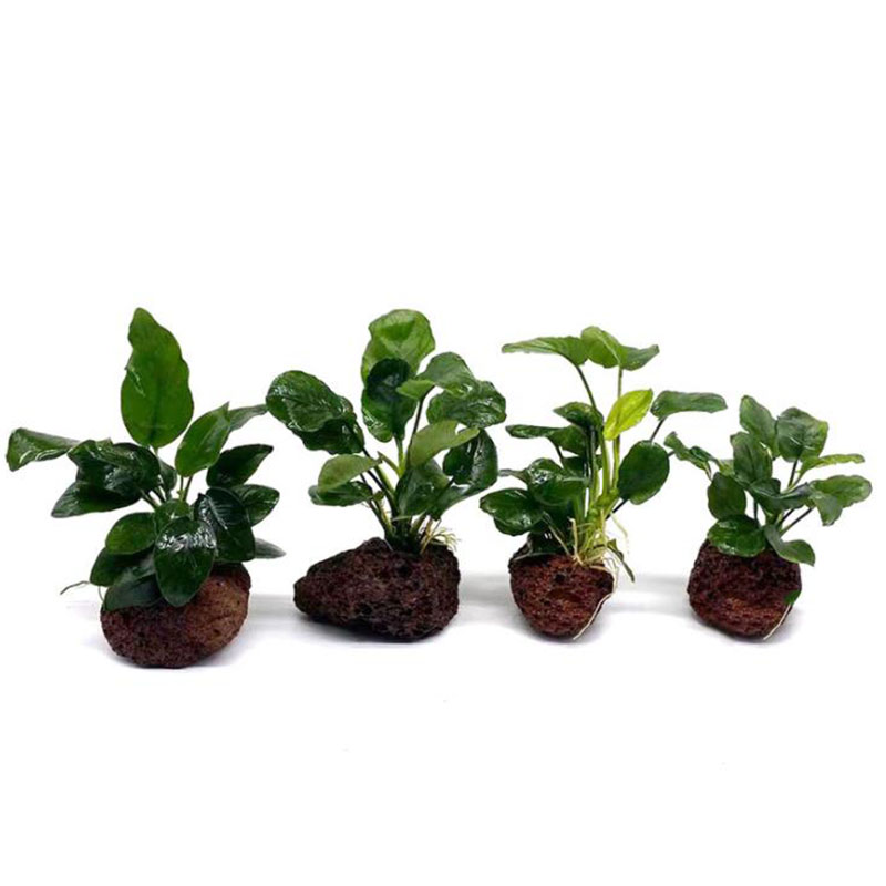 Vulkanische aquariumdecoratie  - Plant Aquarium Pot recensie en prijs