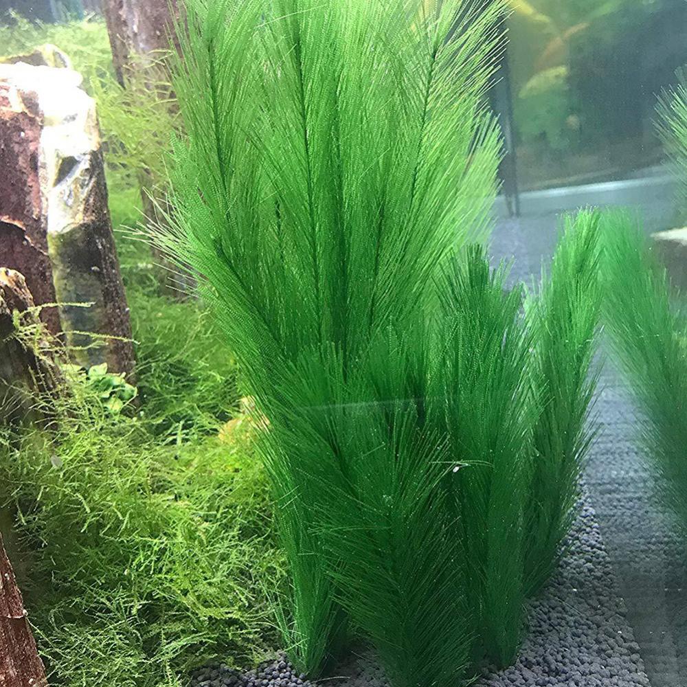 1/3 Stuks 28/40 Cm Aquarium Aq - Aquarium Plants Live recensie en prijs