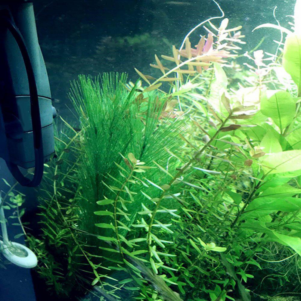 1/3 Stuks 28/40 Cm Aquarium Aq - Aquarium Plants Live recensie en prijs