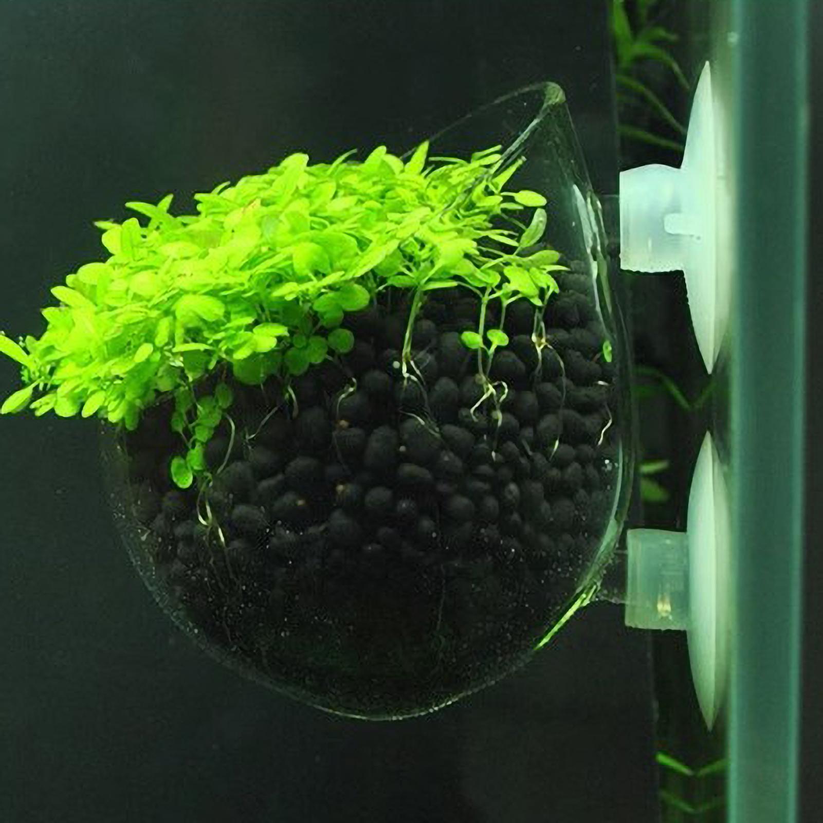Aquariumplantenhouder Glazen A - Plant Aquarium Pot recensie en prijs