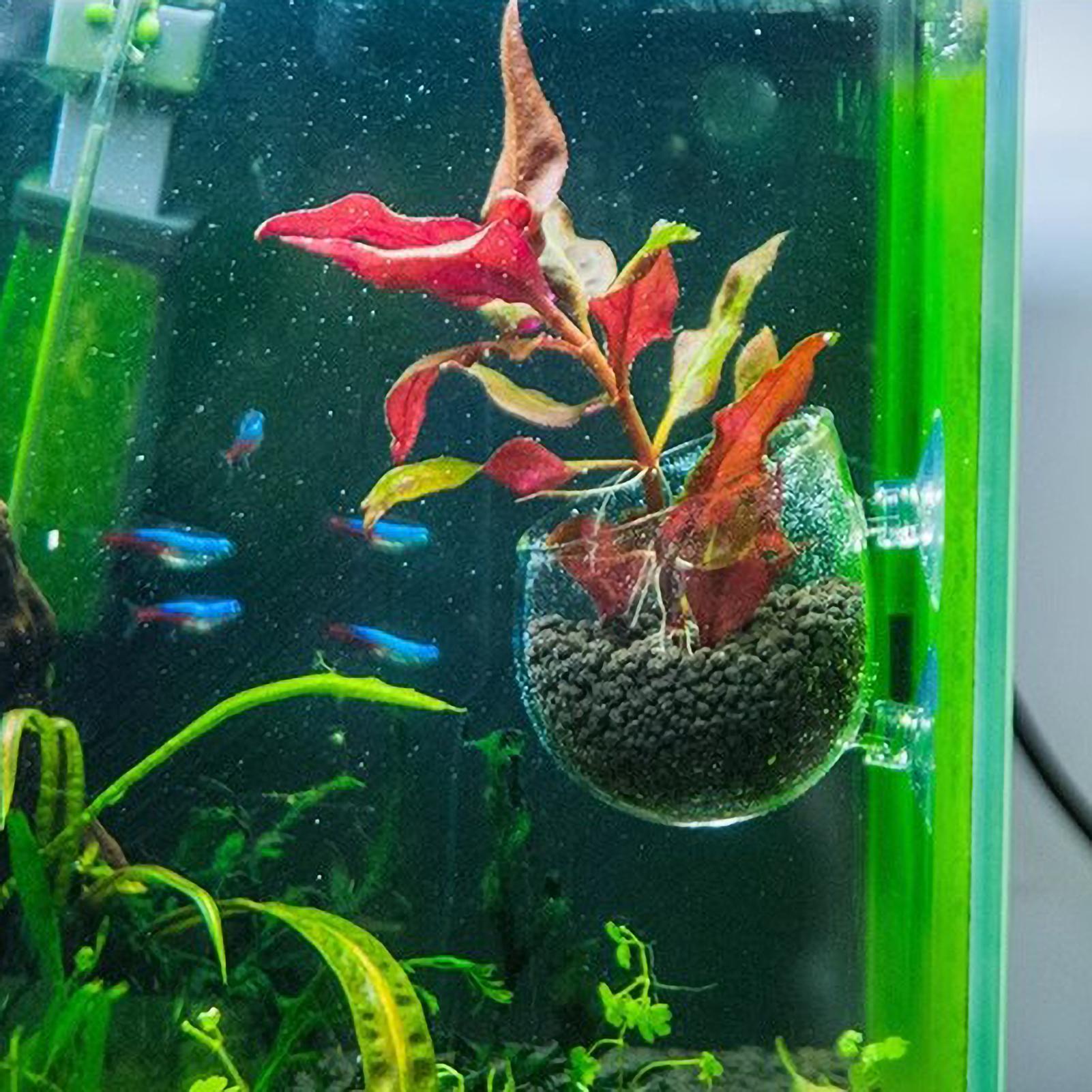 Aquariumplantenhouder Glazen A - Plant Aquarium Pot recensie en prijs
