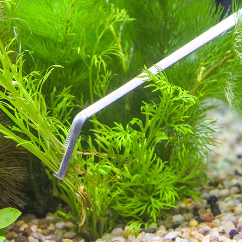 Professionele aquariumonderhou - Aquarium Plants Live recensie en prijs