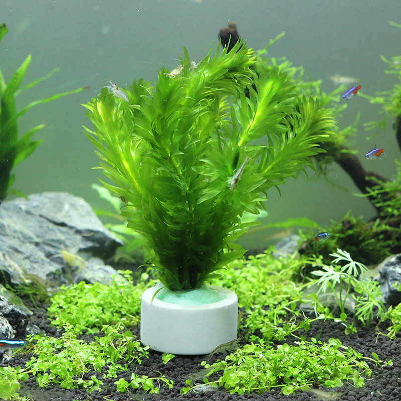 Aquariumdecoratie keramische r - Plant Aquarium Pot recensie en prijs
