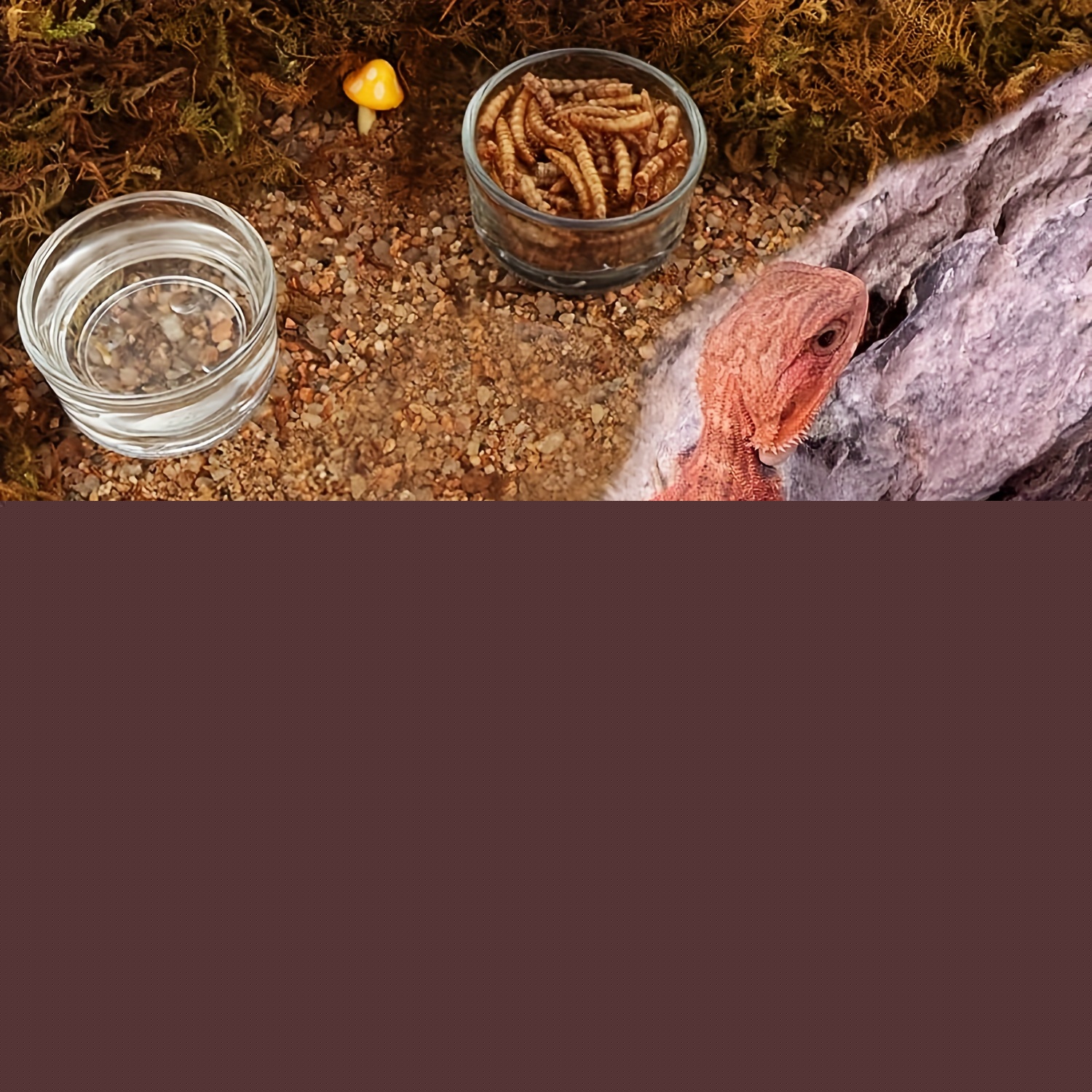 Glazen aquarium mini-formaat g - Aquarium Fertilizer recensie en prijs