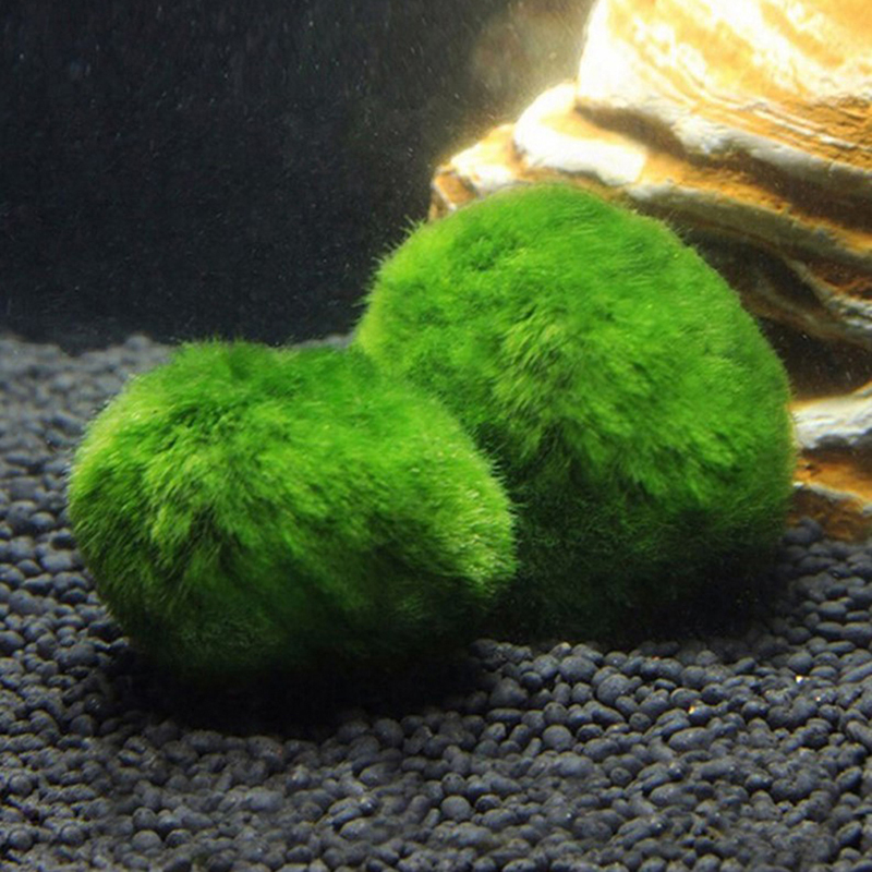 Marimo Mos Ballen Live Aquariu - Live Plant Aquarium recensie en prijs