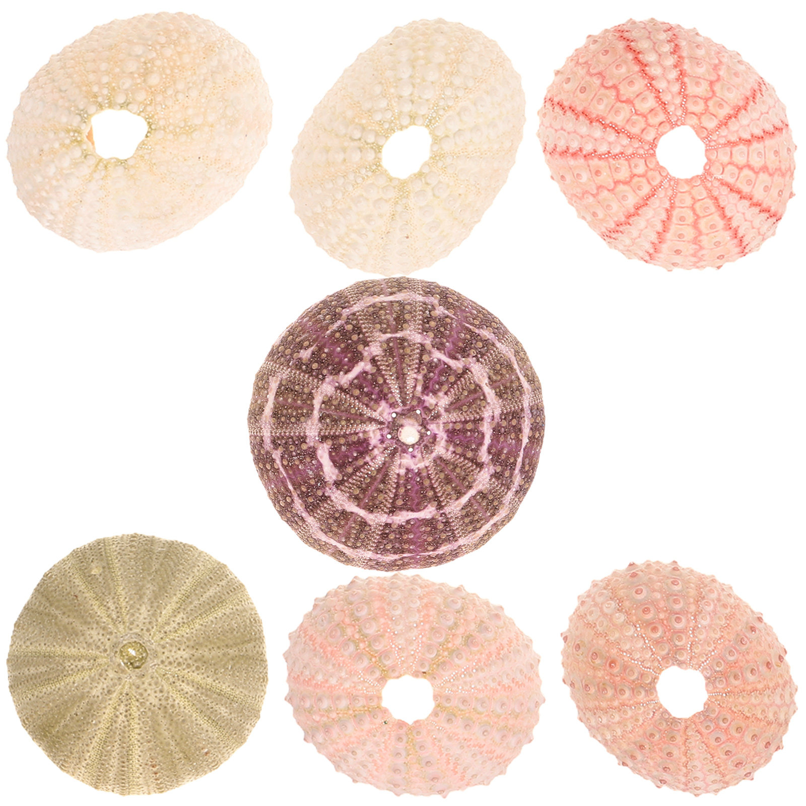 7 stuks decoratieve houder voo - Aquarium Plant Holder recensie en prijs