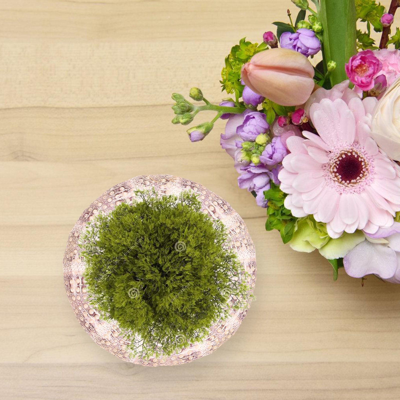 7 stuks decoratieve houder voo - Aquarium Plant Holder recensie en prijs