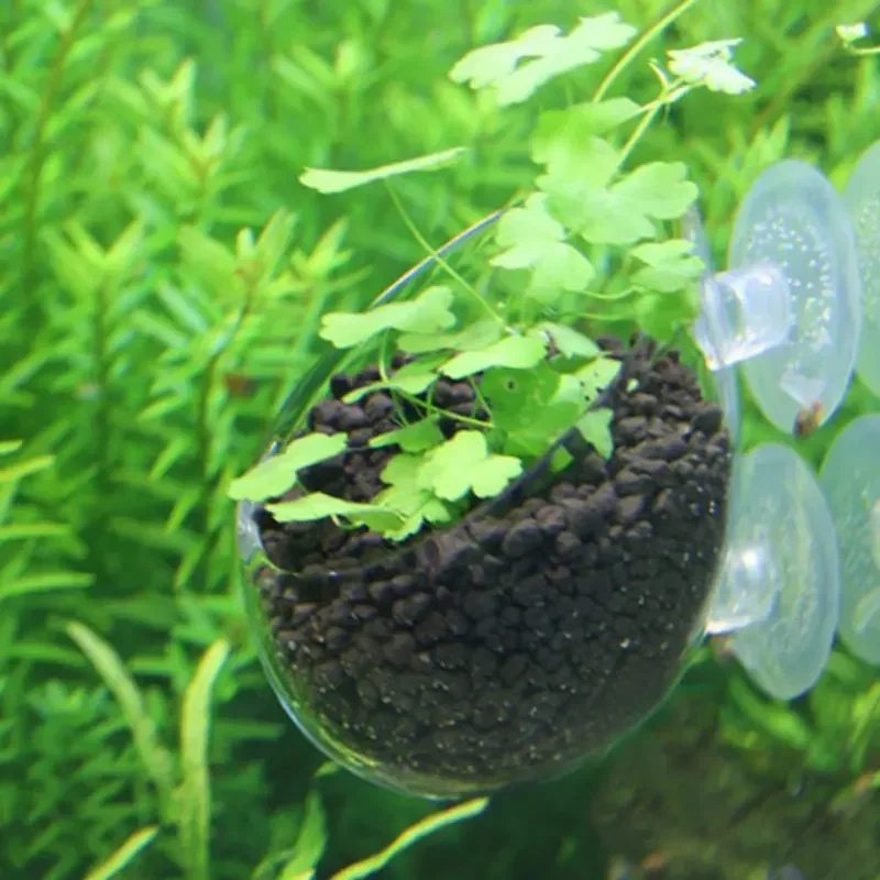 Transparante beker voor waterp - Plant Aquarium Pot recensie en prijs